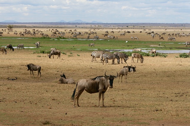 Safari Parks in Kenya